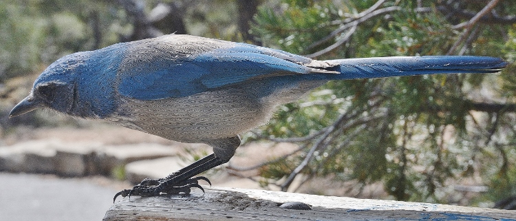 Mountain Bluebird